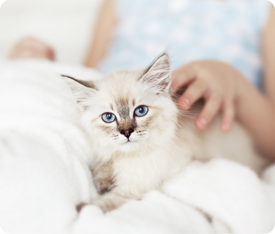 仔猫を迎えたら