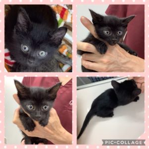 キャットクリニック広島｜広島市東区・広島駅よりすぐの猫専門動物病院